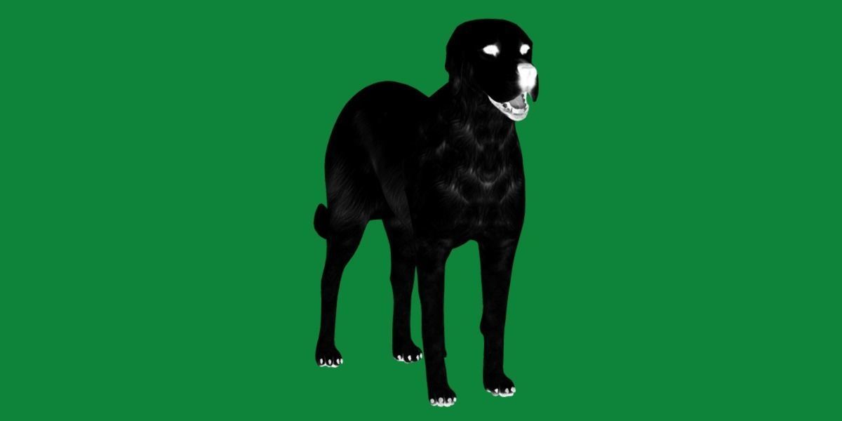 Akbash Dog Low-poly 3D model_4