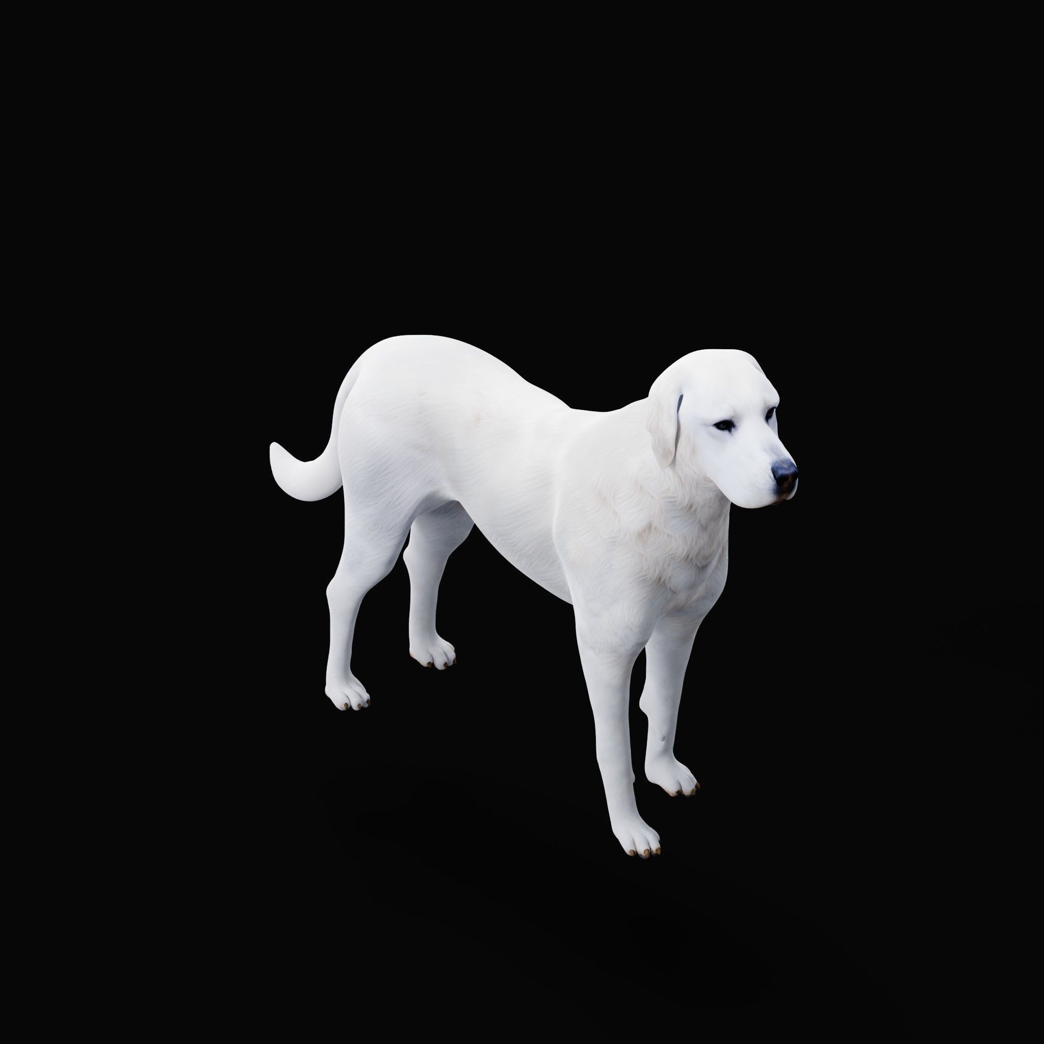 Akbash Dog Low-poly 3D model_31