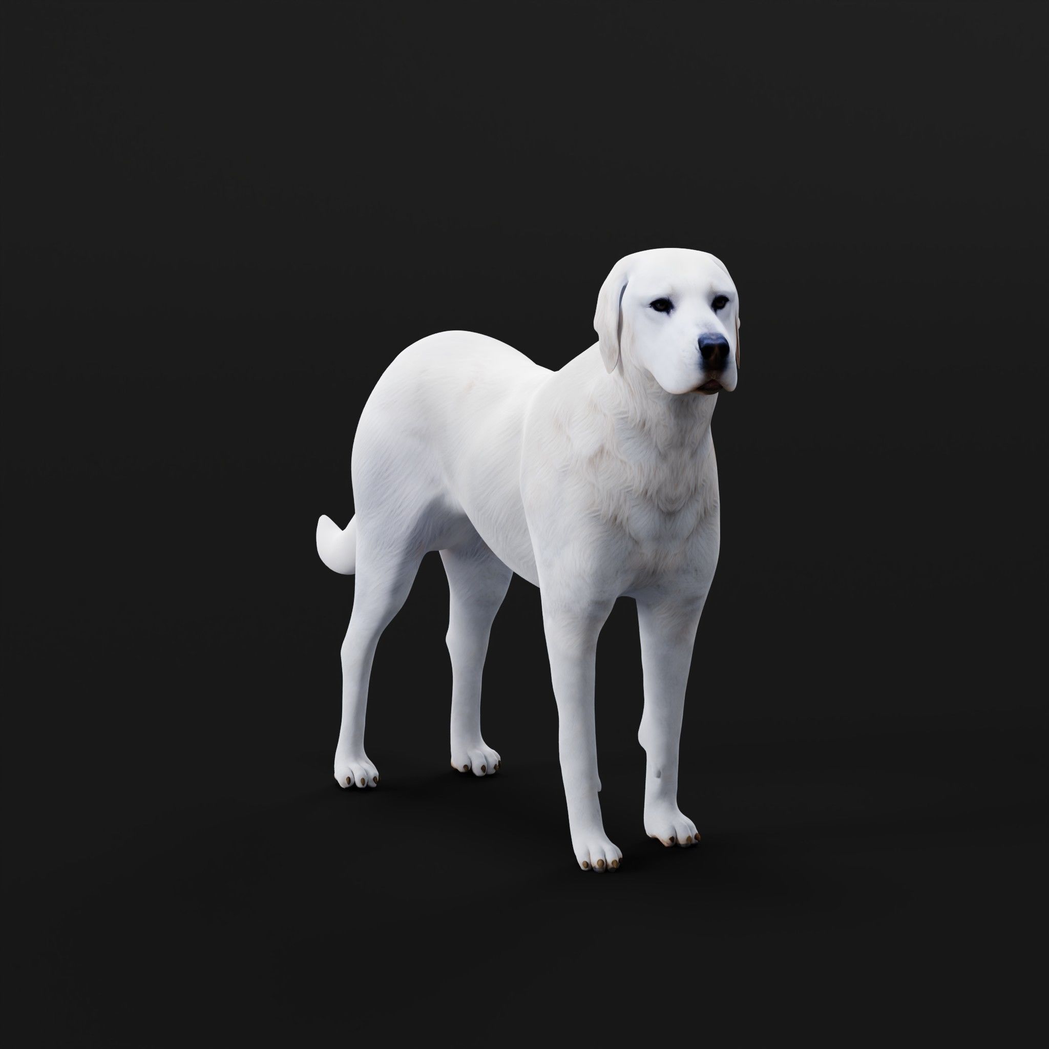 Akbash Dog Low-poly 3D model_25