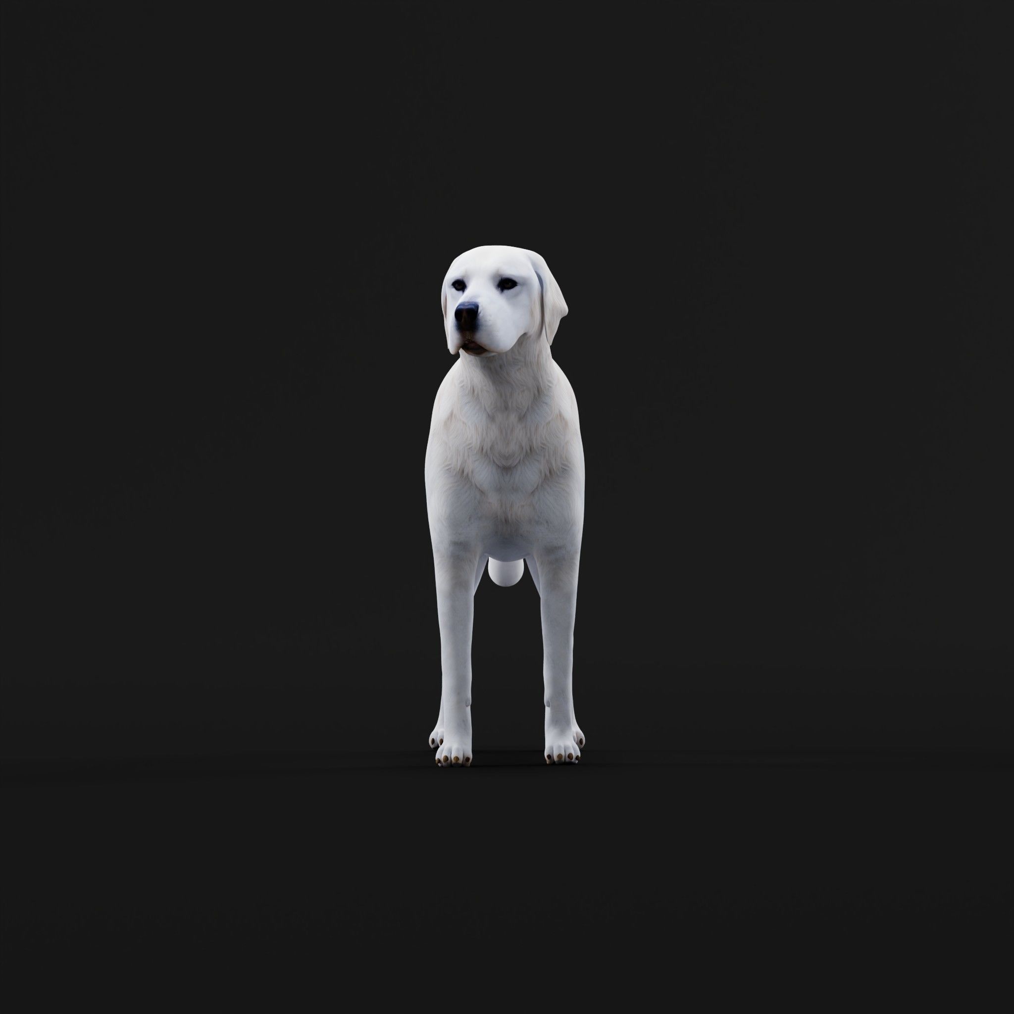 Akbash Dog Low-poly 3D model_26