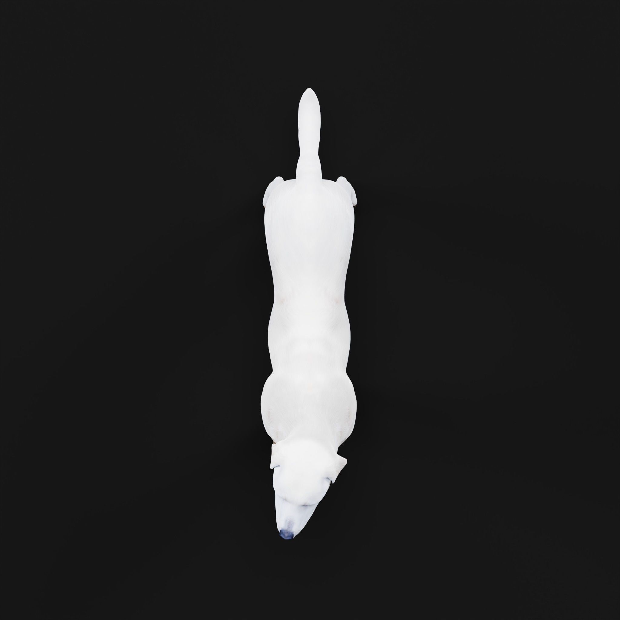 Akbash Dog Low-poly 3D model_28