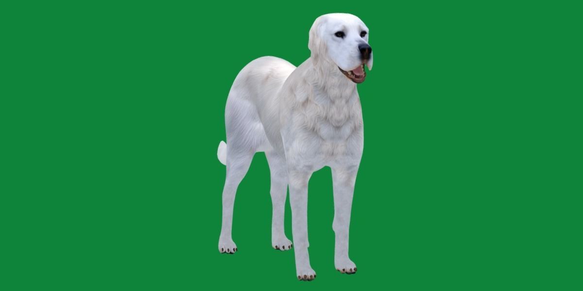 Akbash Dog Low-poly 3D model_5