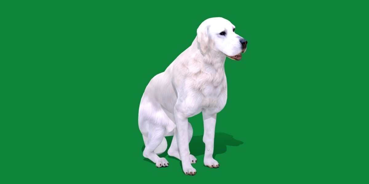 Akbash Dog Low-poly 3D model_23