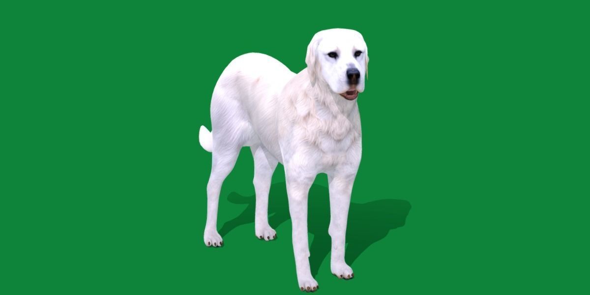 Akbash Dog Low-poly 3D model_3