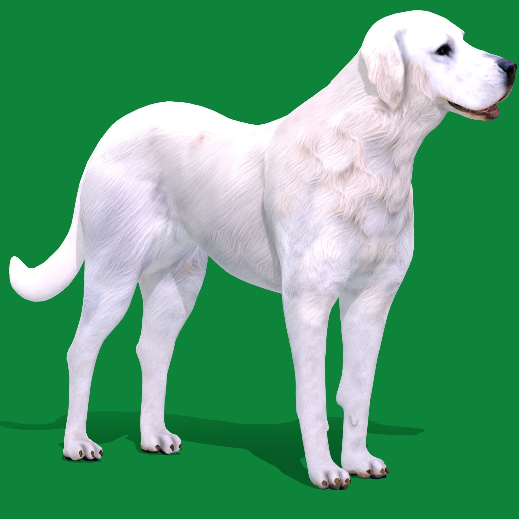 Akbash Dog Low-poly 3D model_16