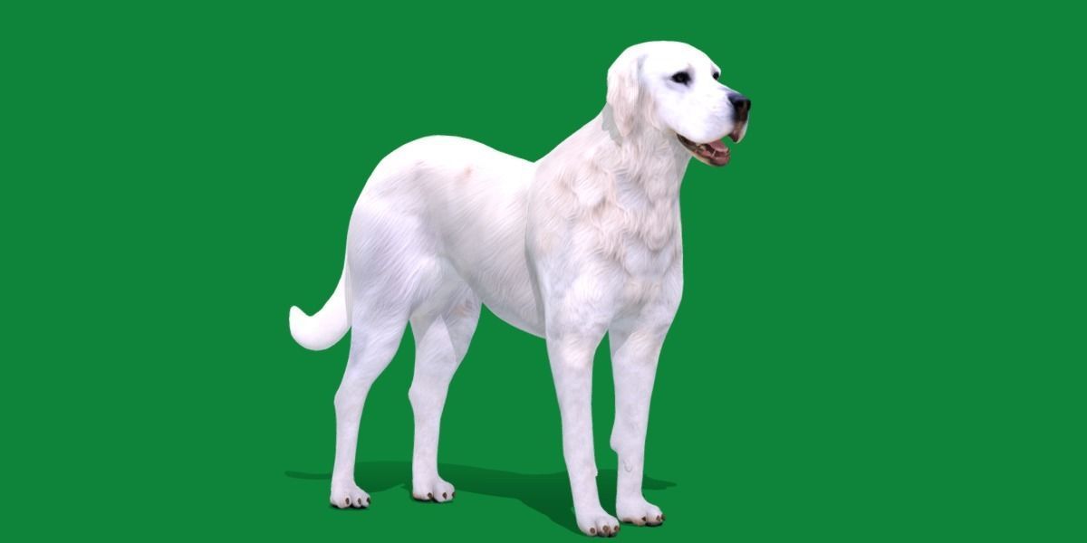 Akbash Dog Low-poly 3D model_24