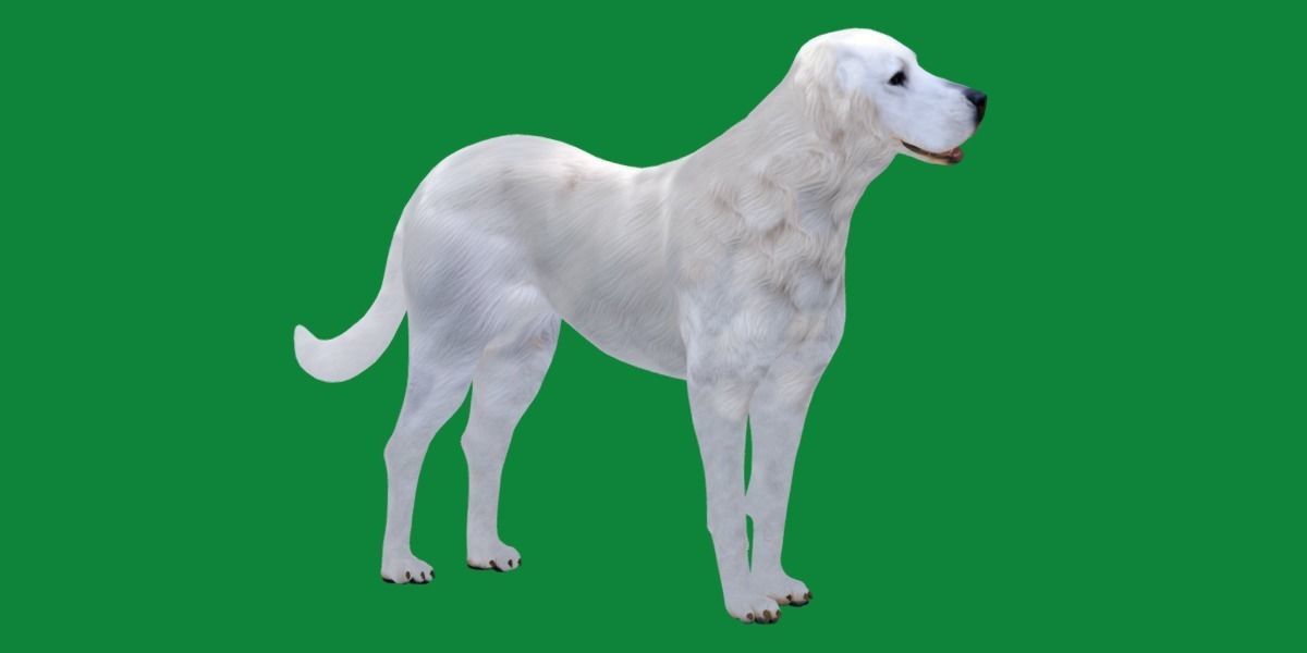 Akbash Dog Low-poly 3D model_19