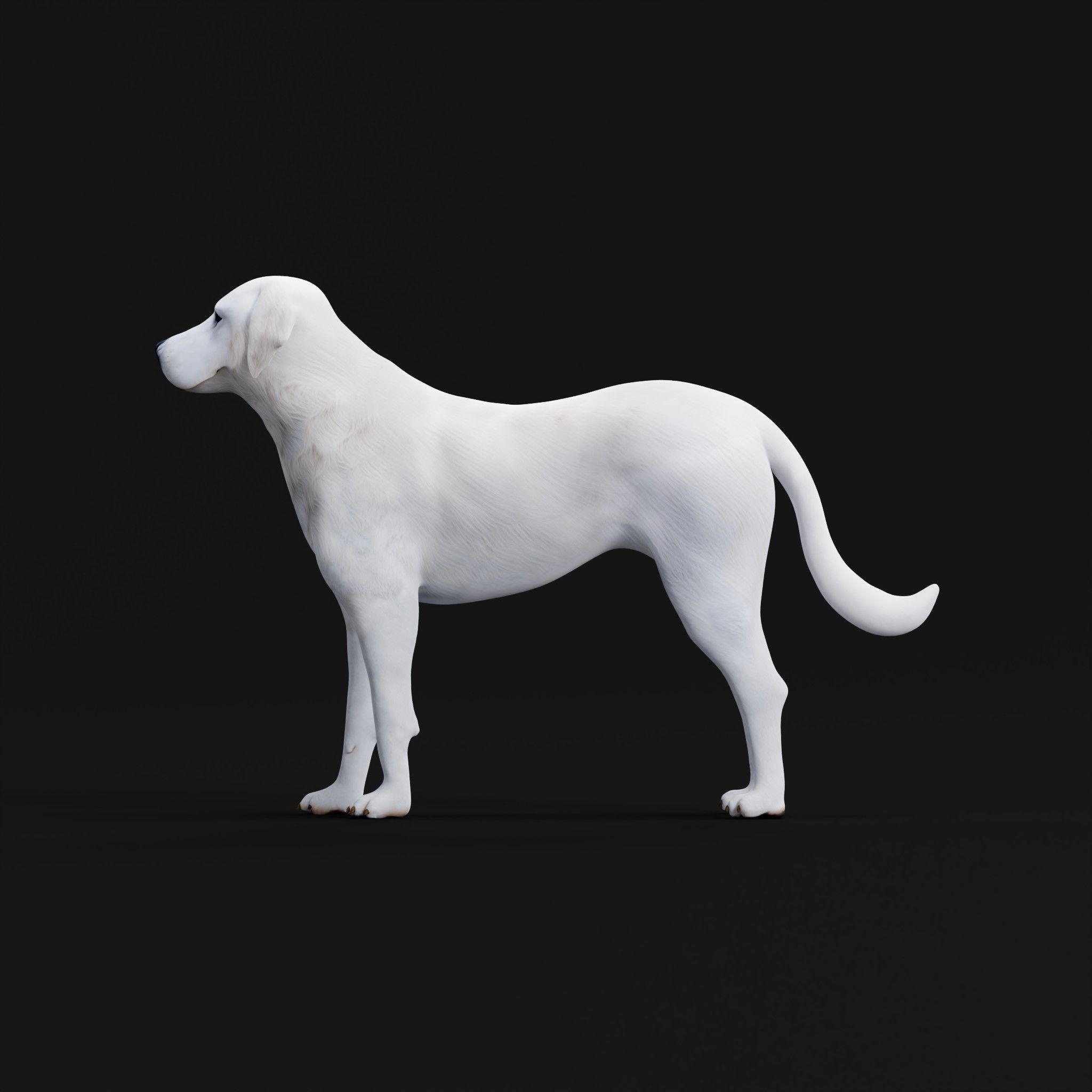 Akbash Dog Low-poly 3D model_27
