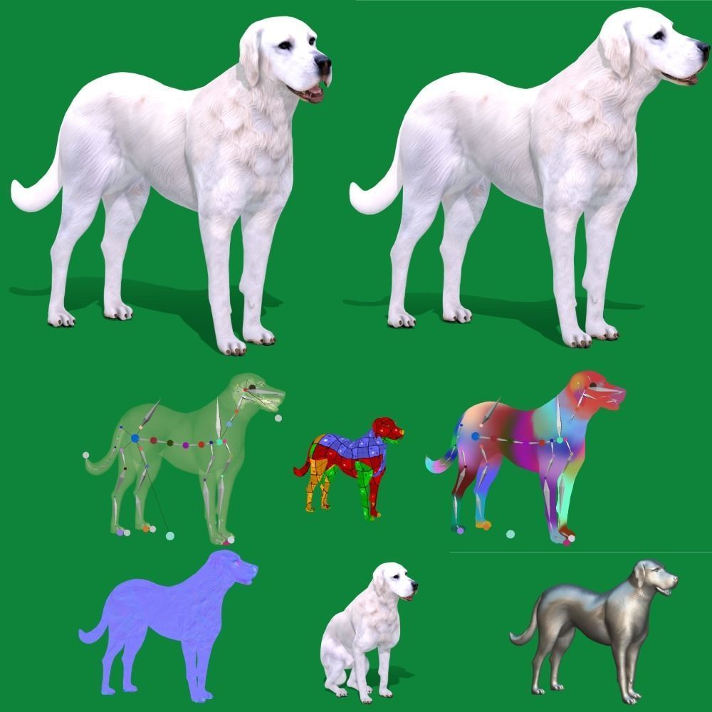 Akbash Dog Low-poly 3D model_2