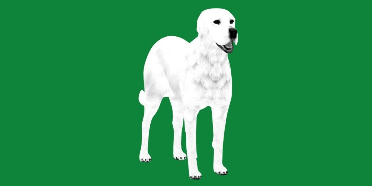 Akbash Dog Low-poly 3D model_6