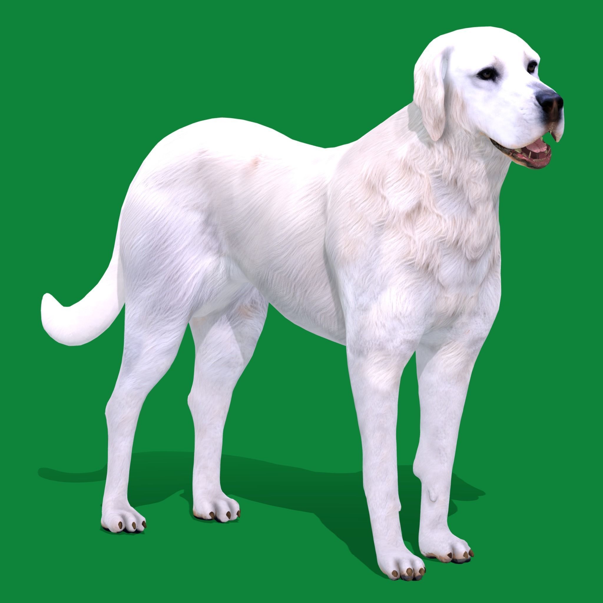 Akbash Dog Low-poly 3D model_15