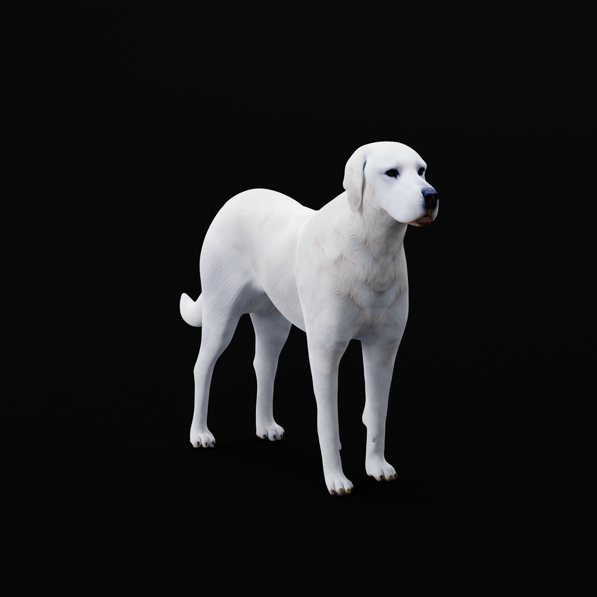 Akbash Dog Low-poly 3D model_29