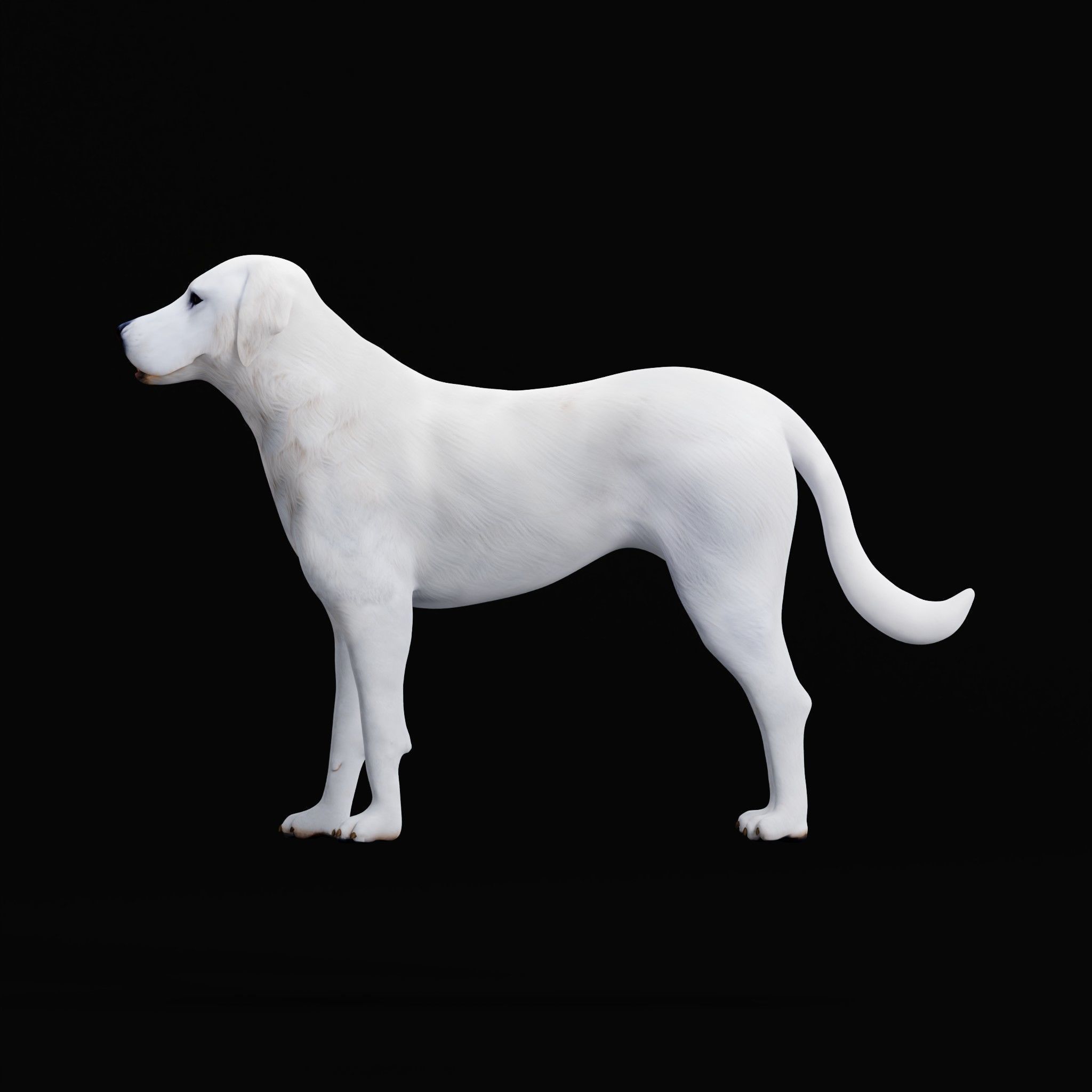 Akbash Dog Low-poly 3D model_30
