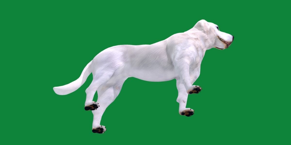 Akbash Dog Low-poly 3D model_20