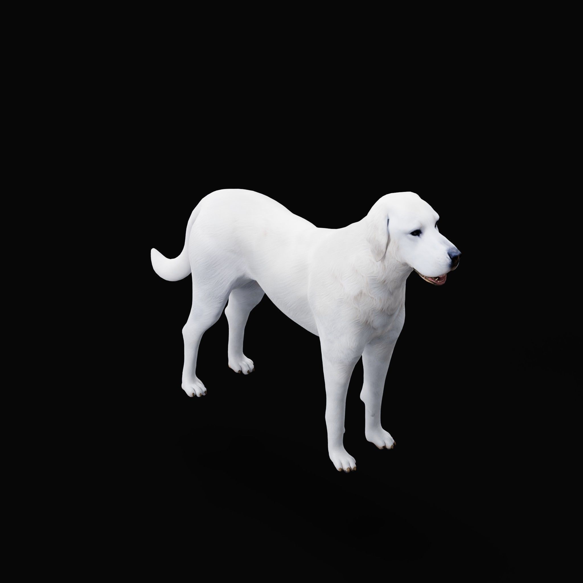 Akbash Dog Low-poly 3D model_32