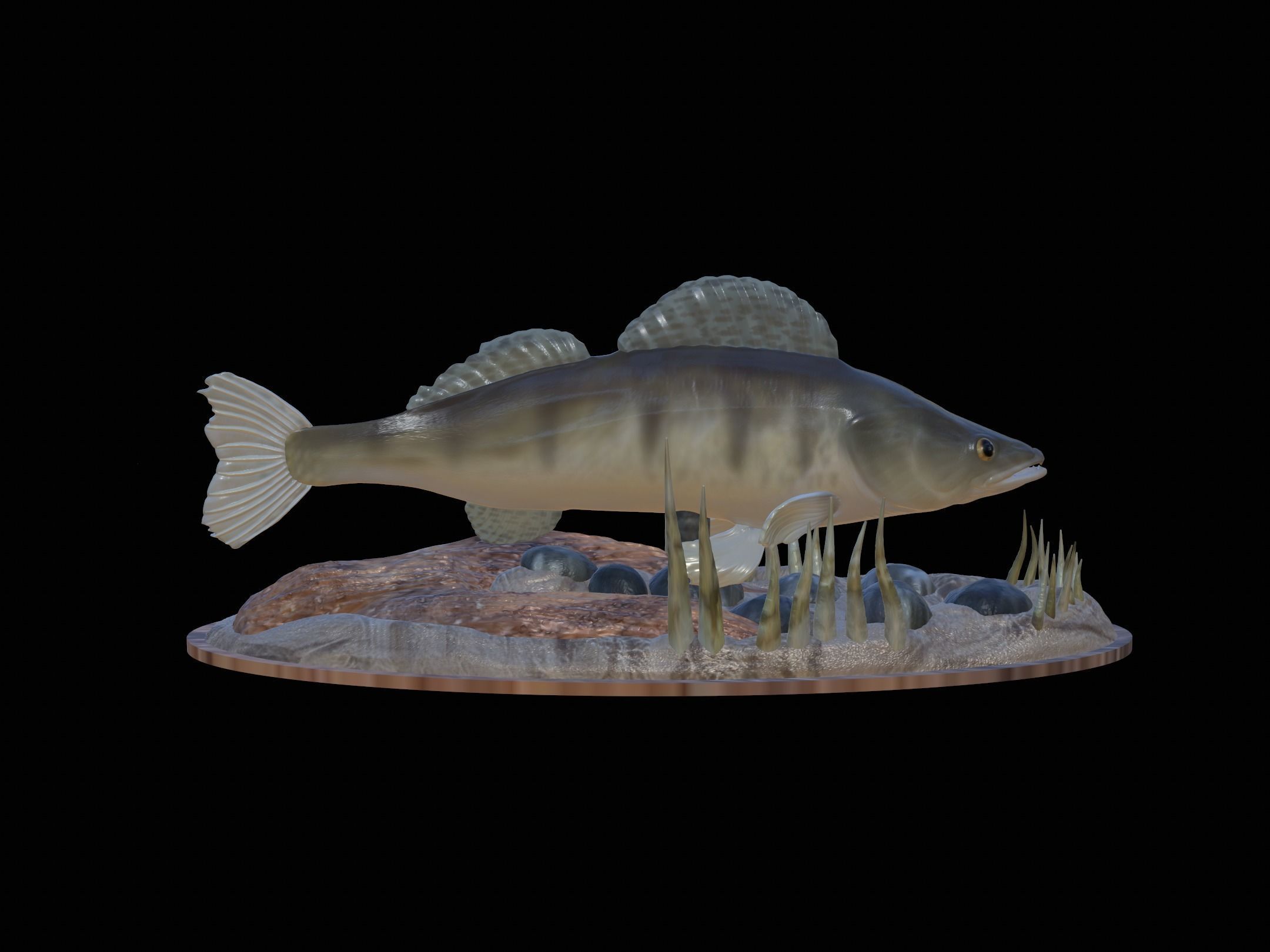 fish zander in motion underwater statue detailed texture  3D print model_4