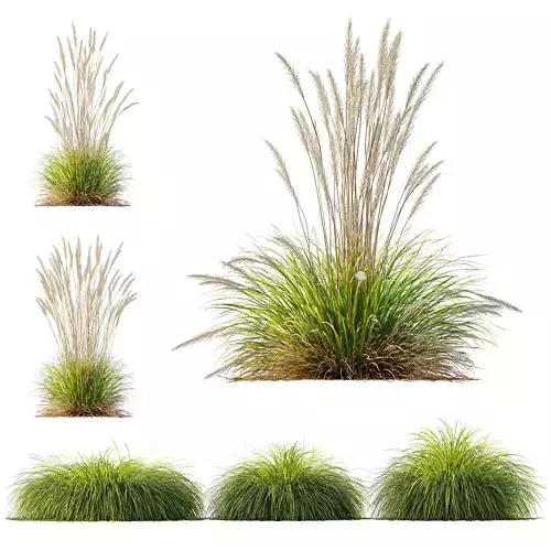 Carex Elata Aurea Grass Calamagrostis Acutiflora Karl Foerster 3D model