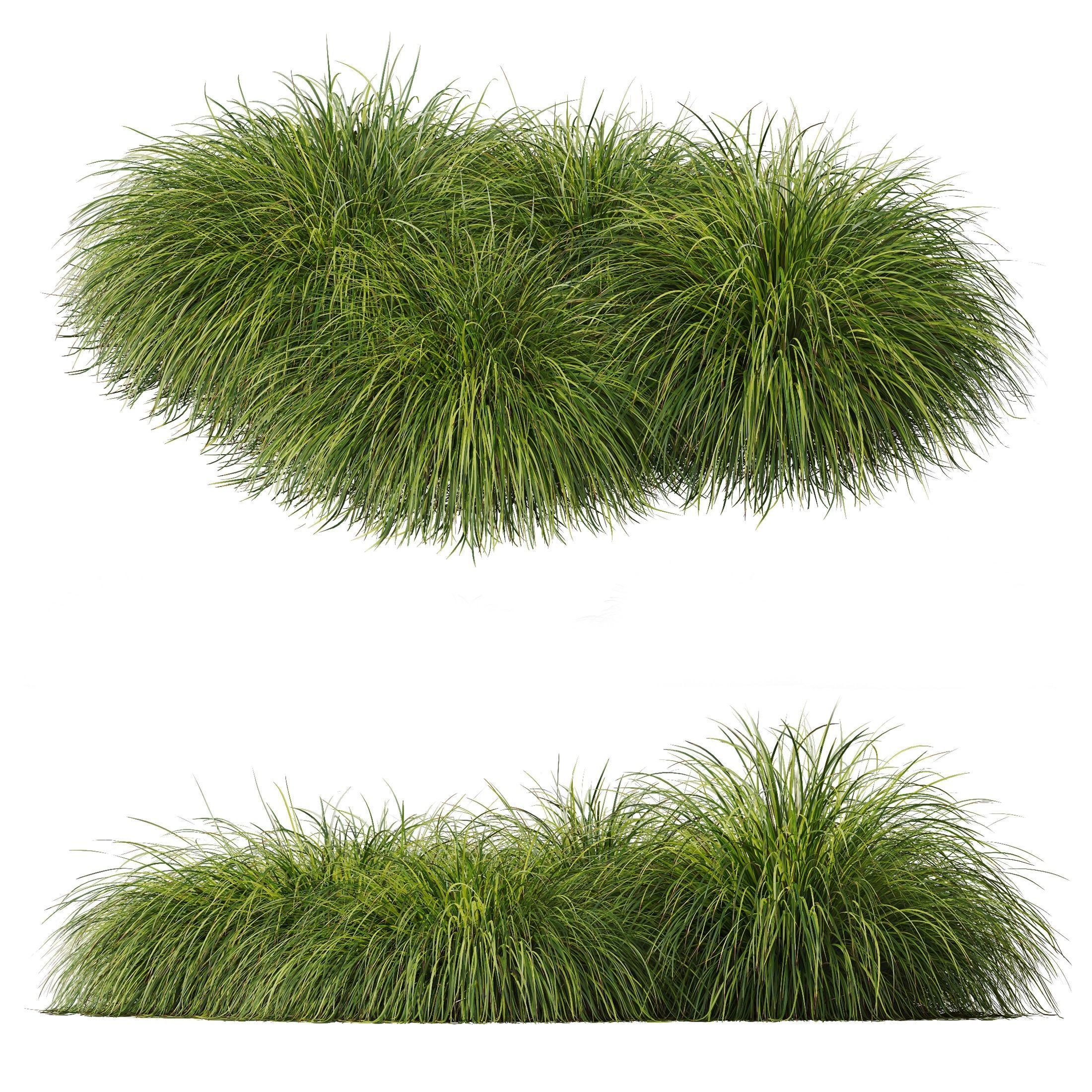 Carex Elata Aurea Grass Calamagrostis Acutiflora Karl Foerster 3D model_1