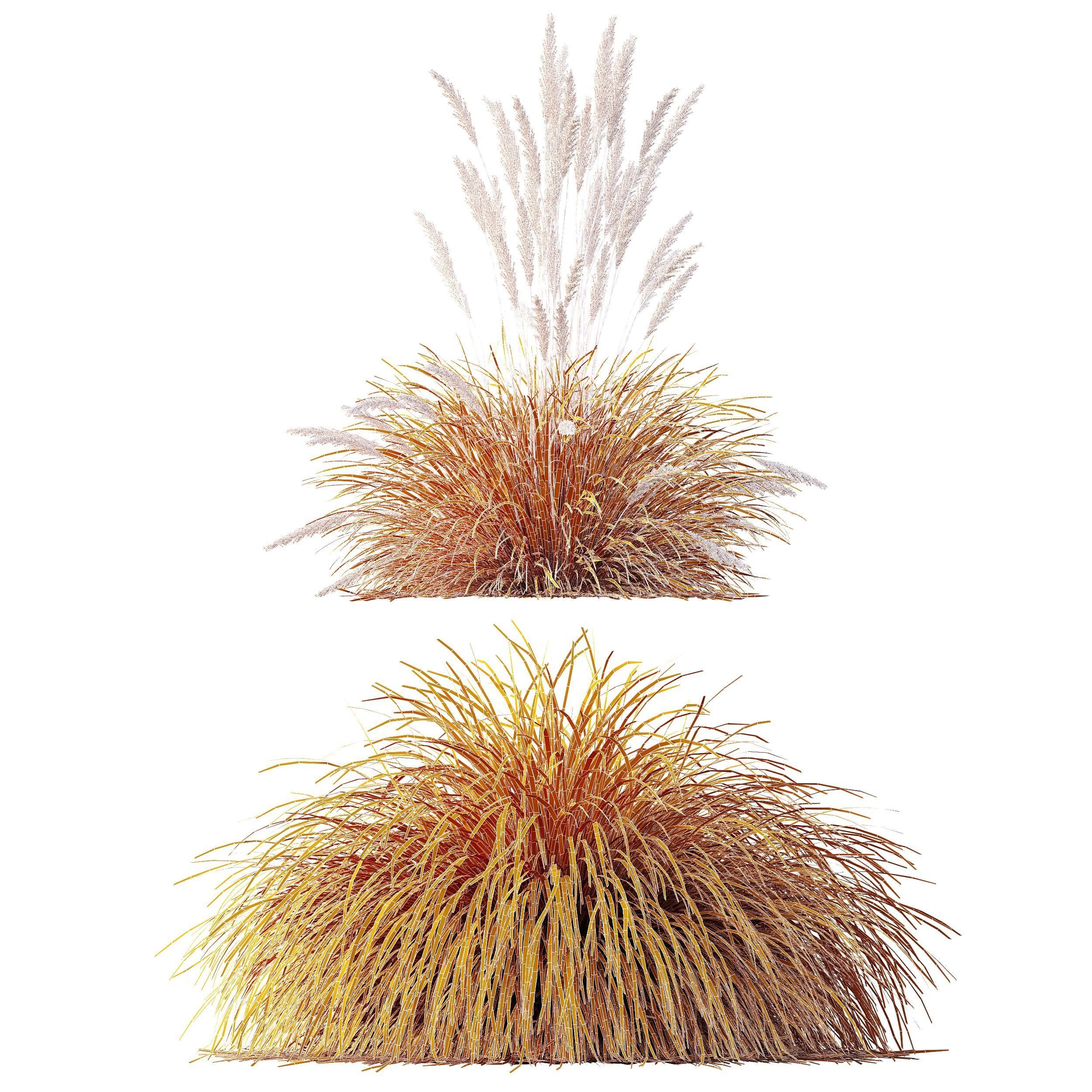 Carex Elata Aurea Grass Calamagrostis Acutiflora Karl Foerster 3D model_9