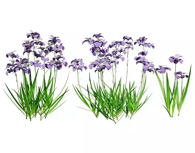 Iris pallida flowering plants Low-poly 3D model