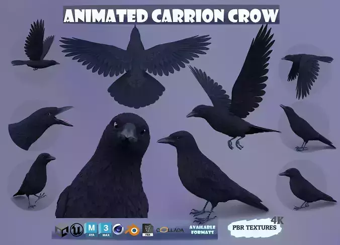 Realistic Animated Carrion Crow