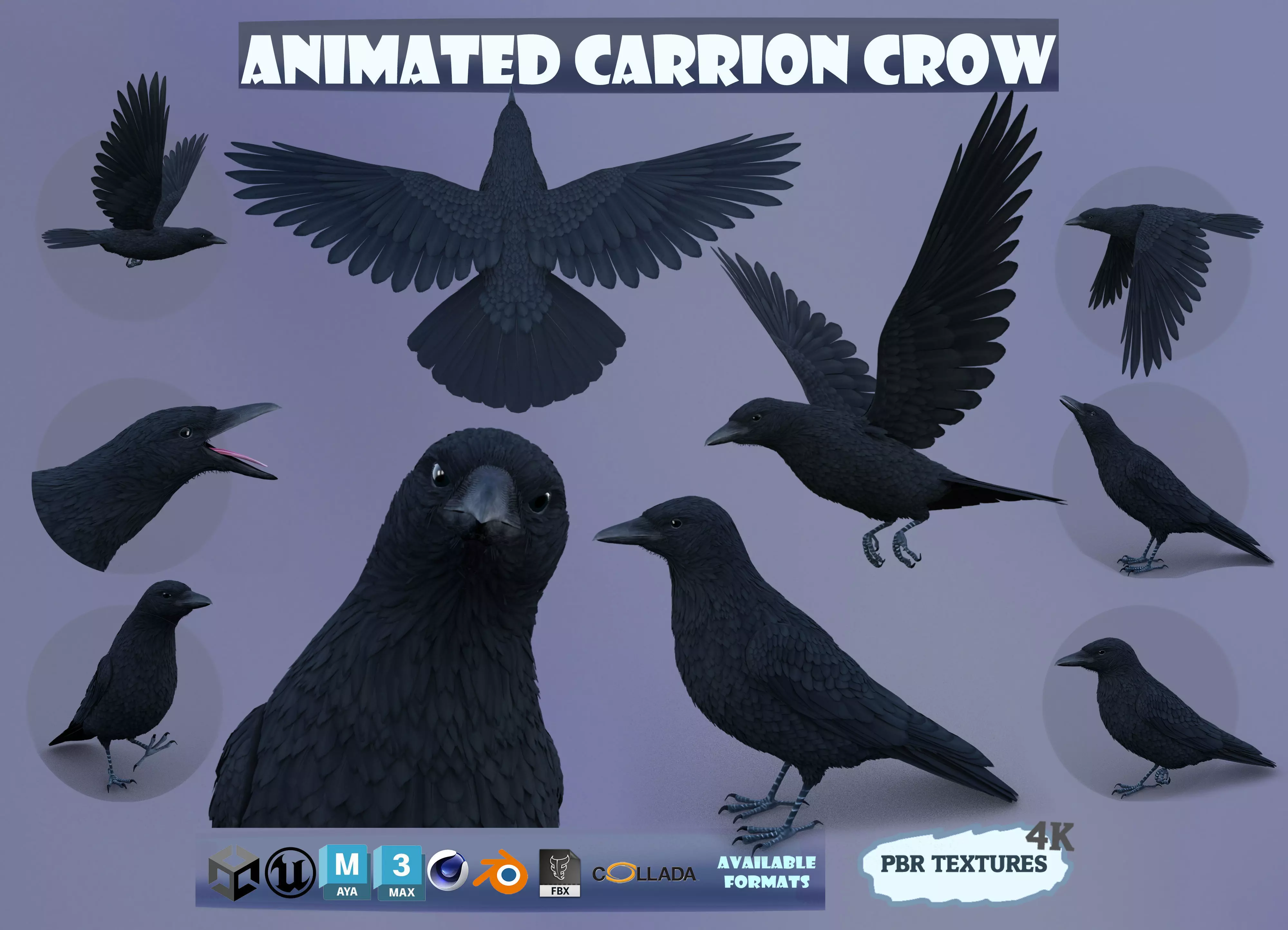 Realistic Animated Carrion Crow Low-poly 3D model