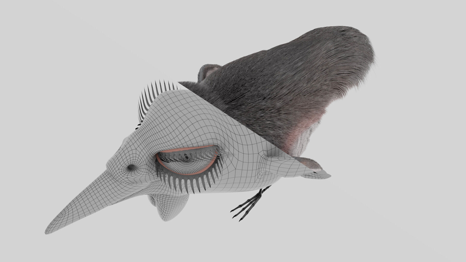 Bird Pheasant Low-poly 3D model_17