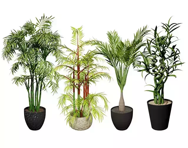 Indoor Palm Collection Low-poly 3D model