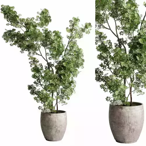 schefflera plant in a concrete dirty vase - indoor plant set 518