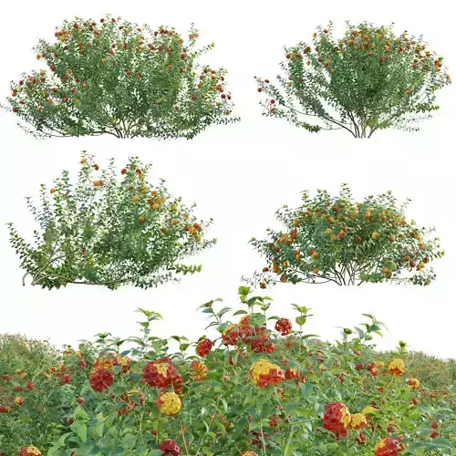 Lantana camara - Shrub Verbena 3D model