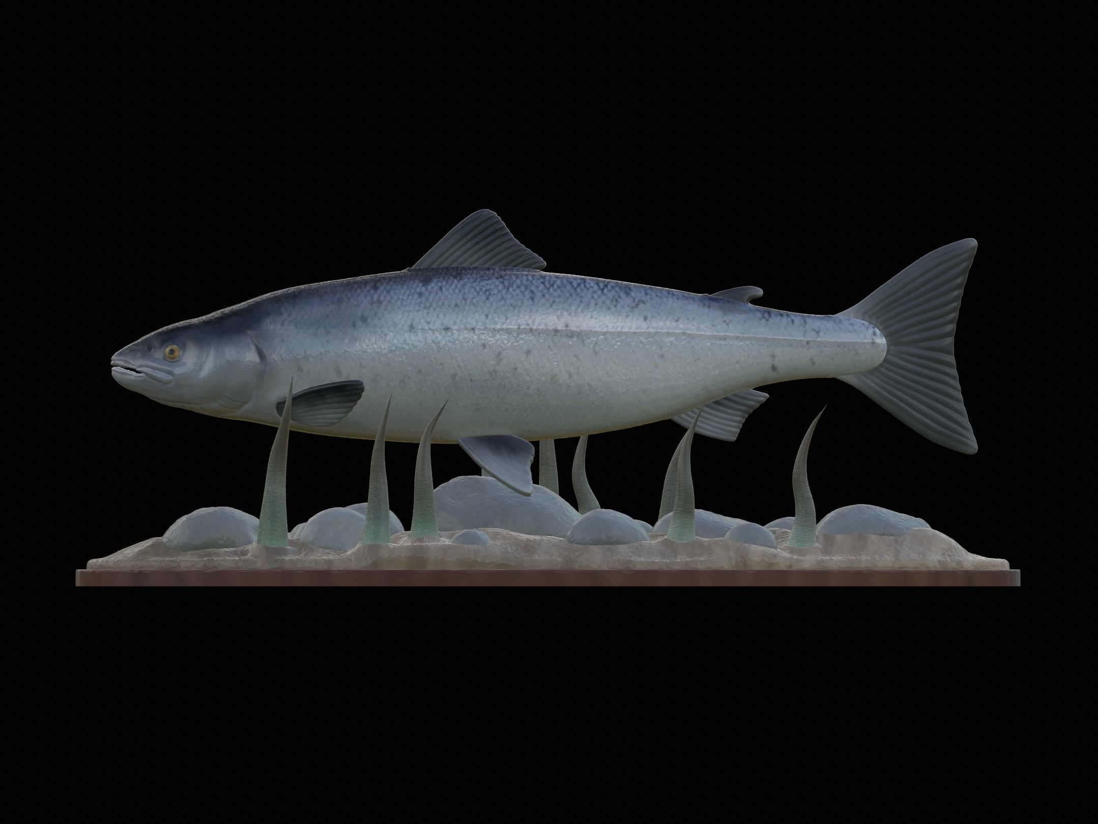 Atlantic salmon  fish underwater statue 3D print model_11