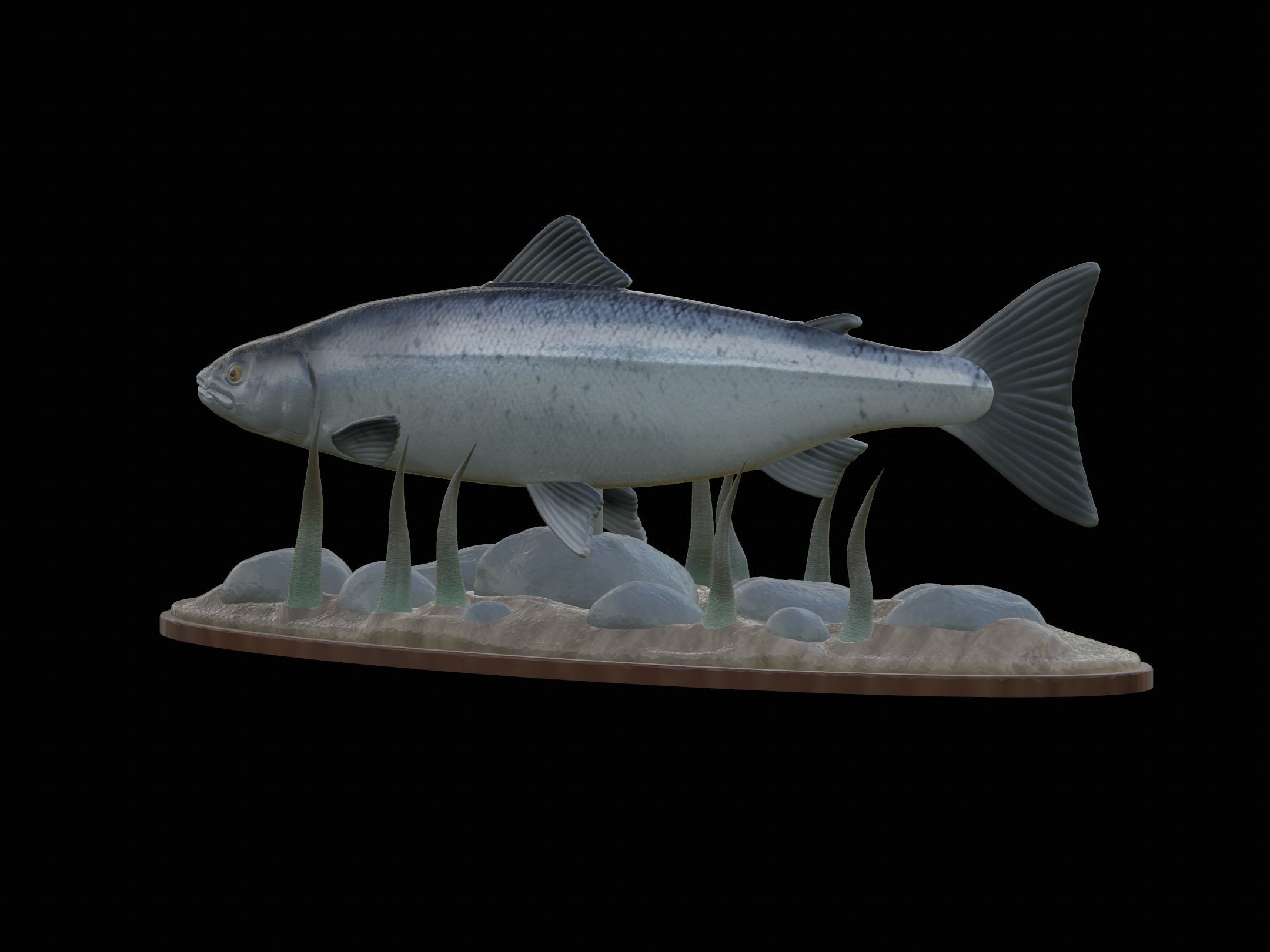 Atlantic salmon  fish underwater statue 3D print model_16