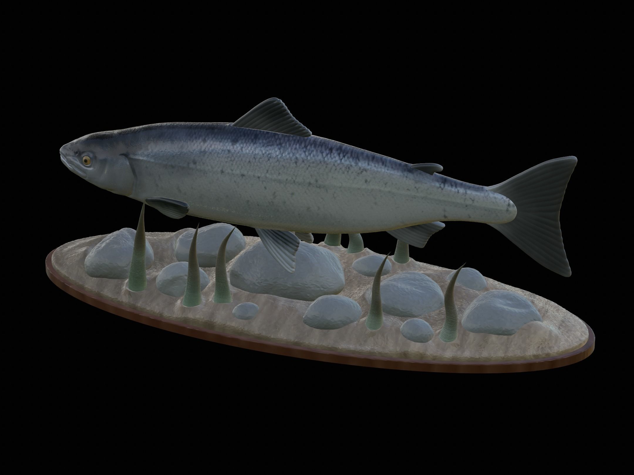 Atlantic salmon  fish underwater statue 3D print model_5