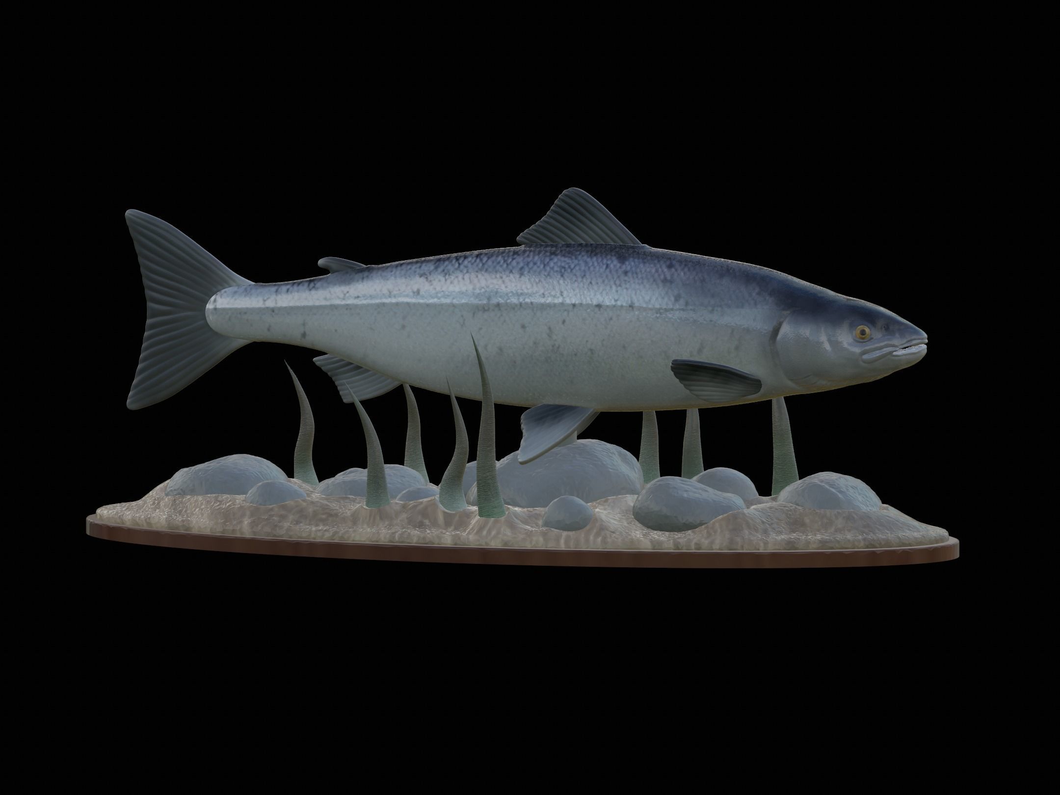 Atlantic salmon  fish underwater statue 3D print model_21