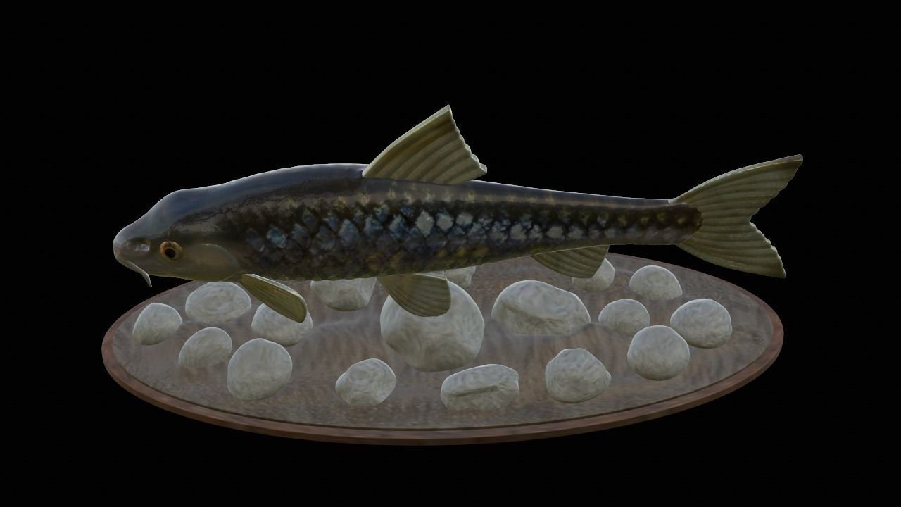 fish gudgeon underwater statue detailed texture 3D print model_12