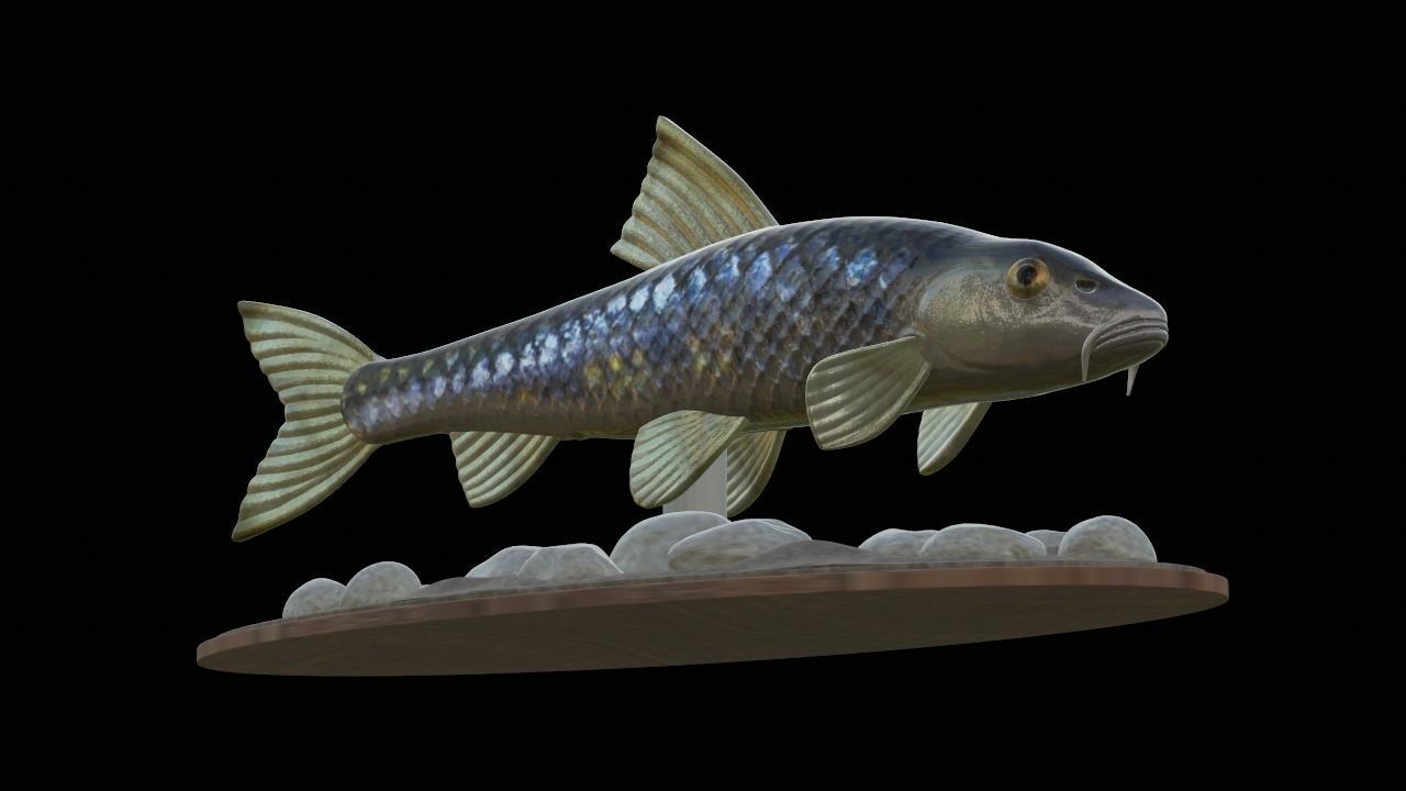 fish gudgeon underwater statue detailed texture 3D print model_10