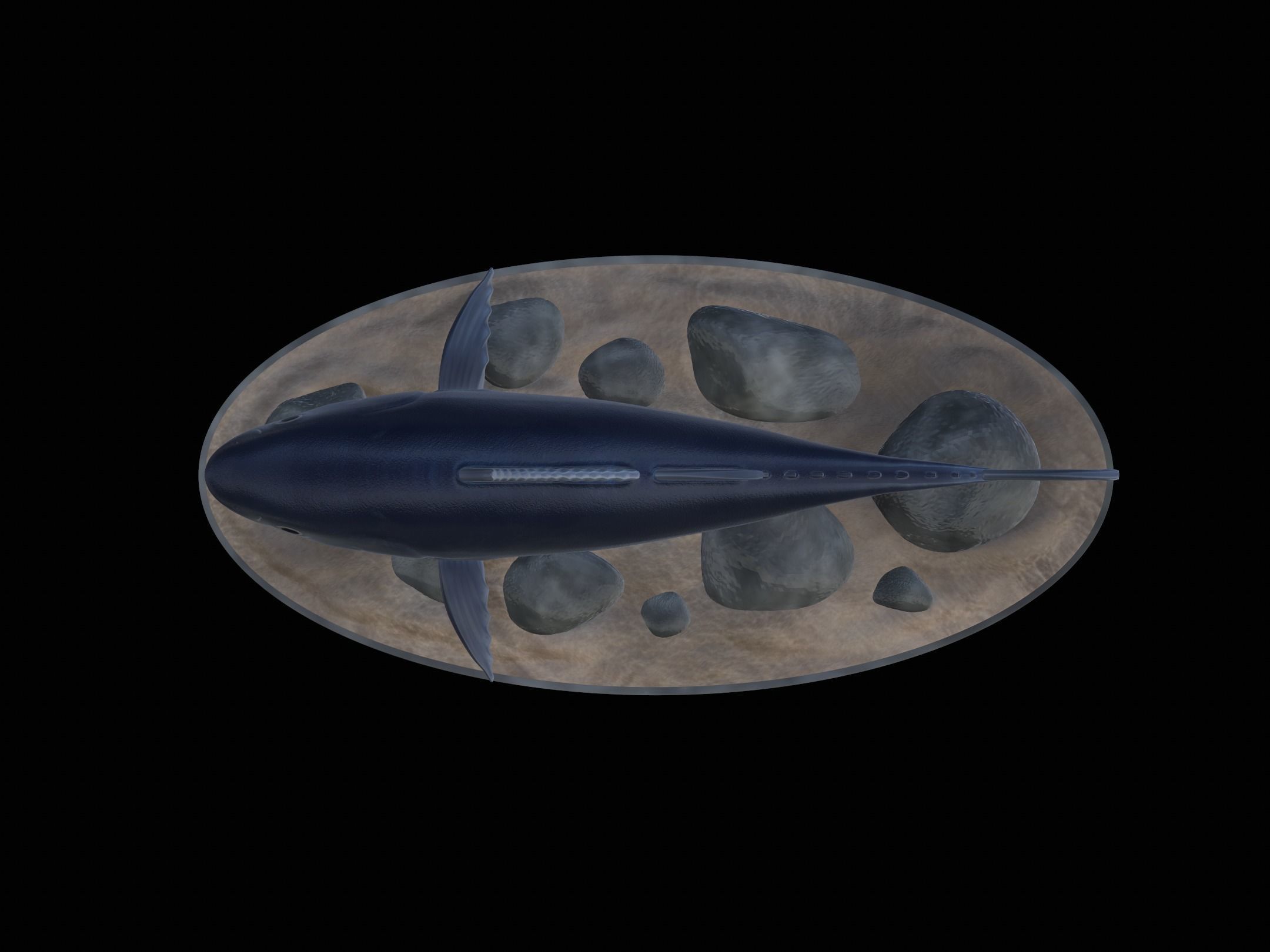 fish Atlantic bluefin tuna underwater statue detailed texture 3D print model_17