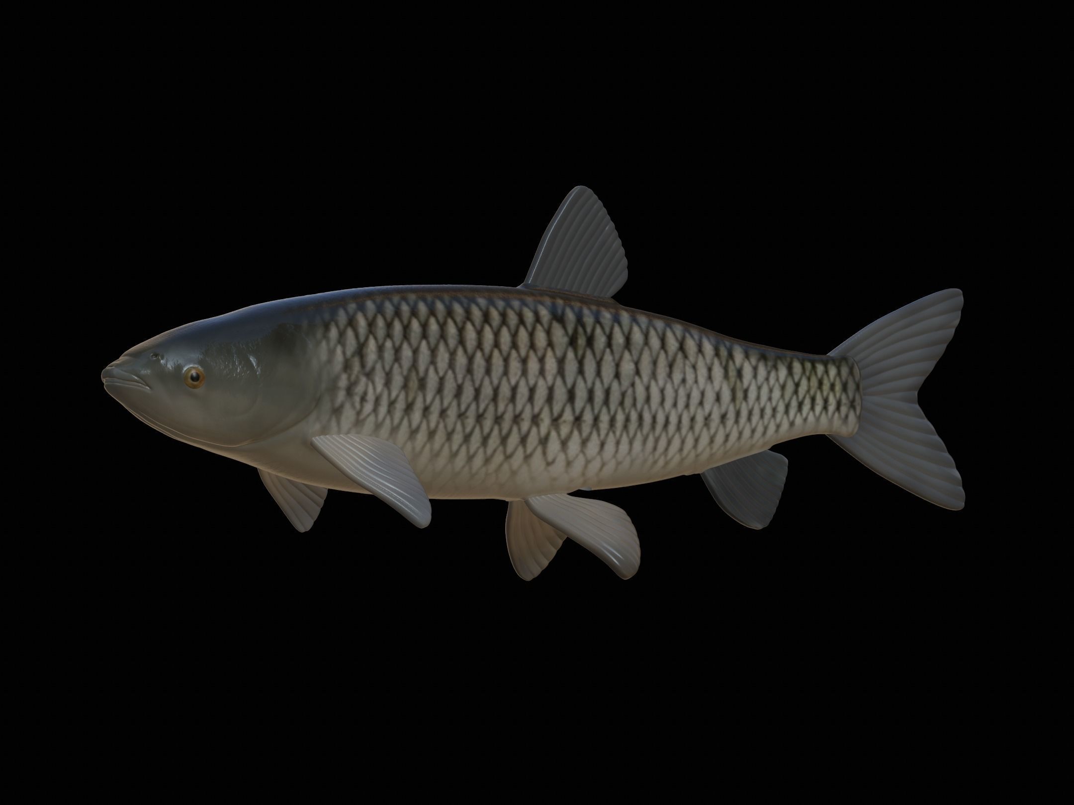 fish grass carp statue underwater detailed texture 3D print model_16