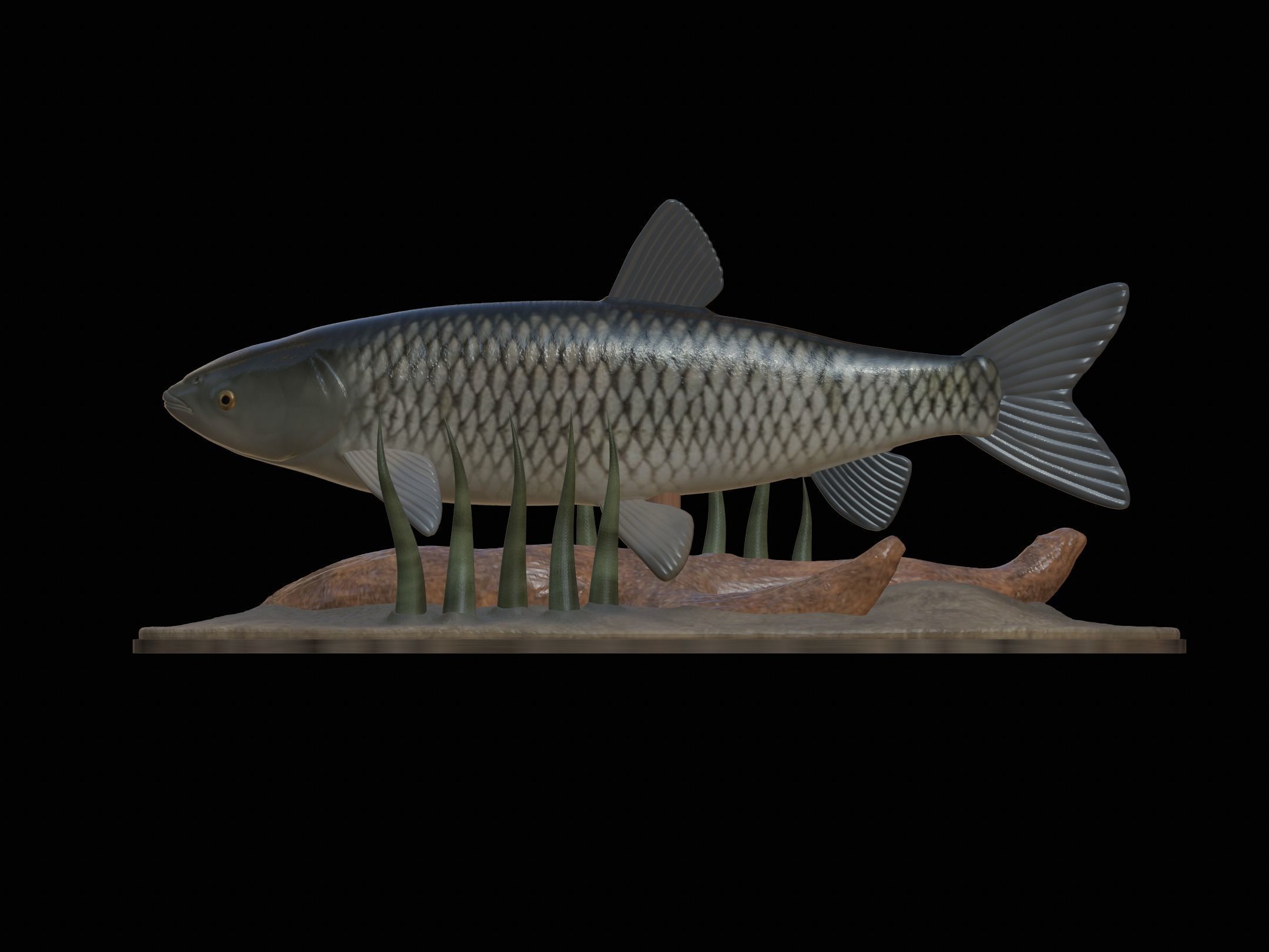fish grass carp statue underwater detailed texture 3D print model_11