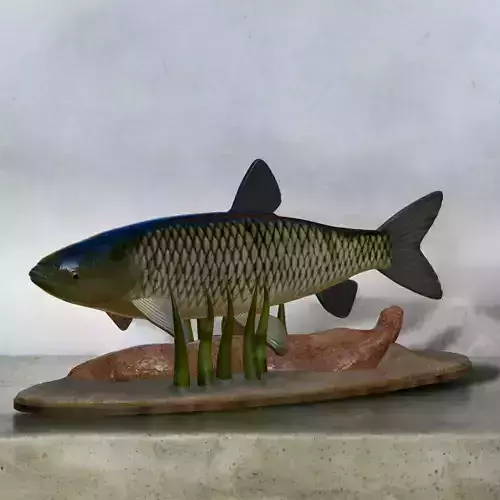 fish grass carp statue underwater detailed texture 3D print model