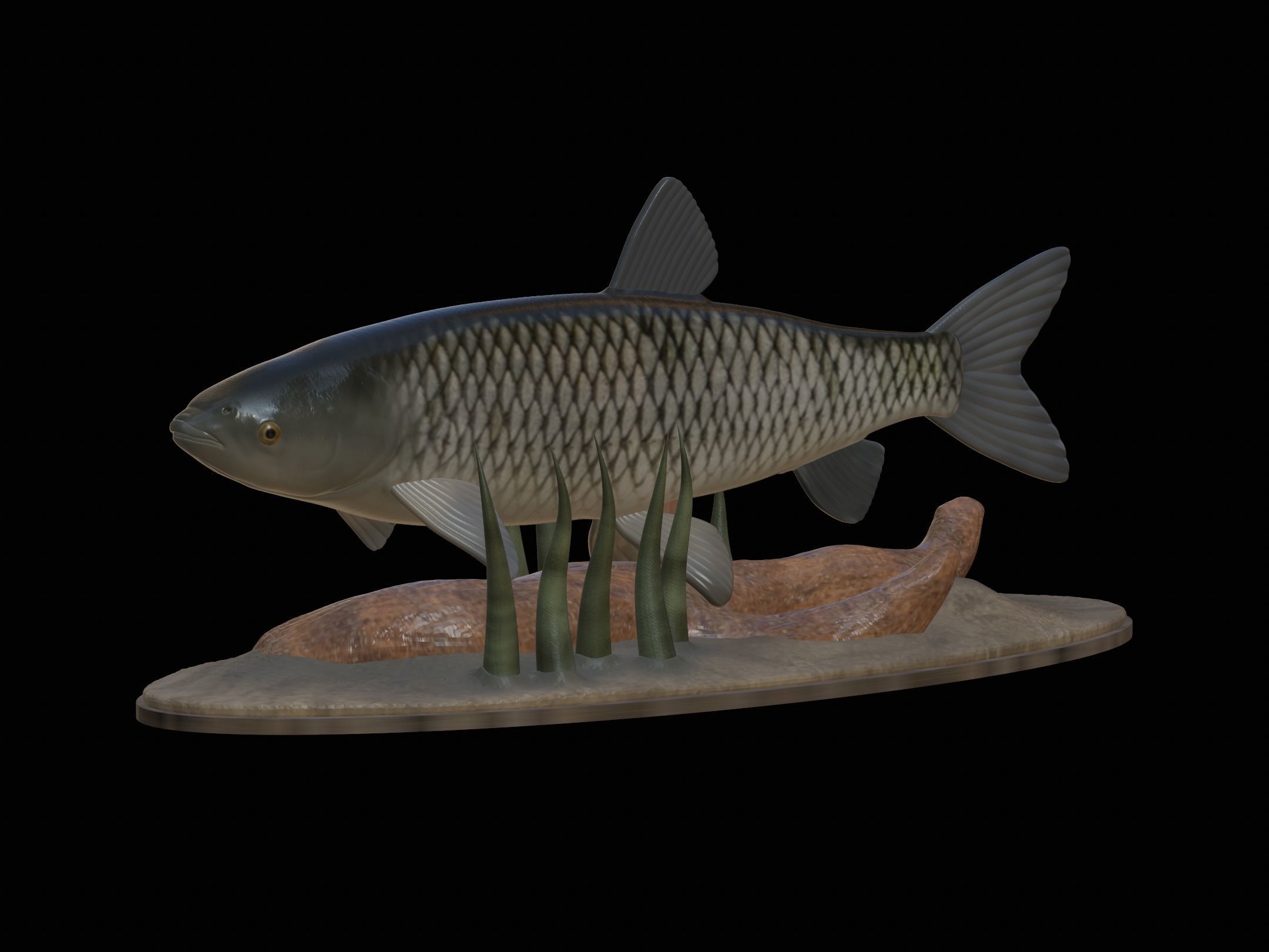 fish grass carp statue underwater detailed texture 3D print model_25