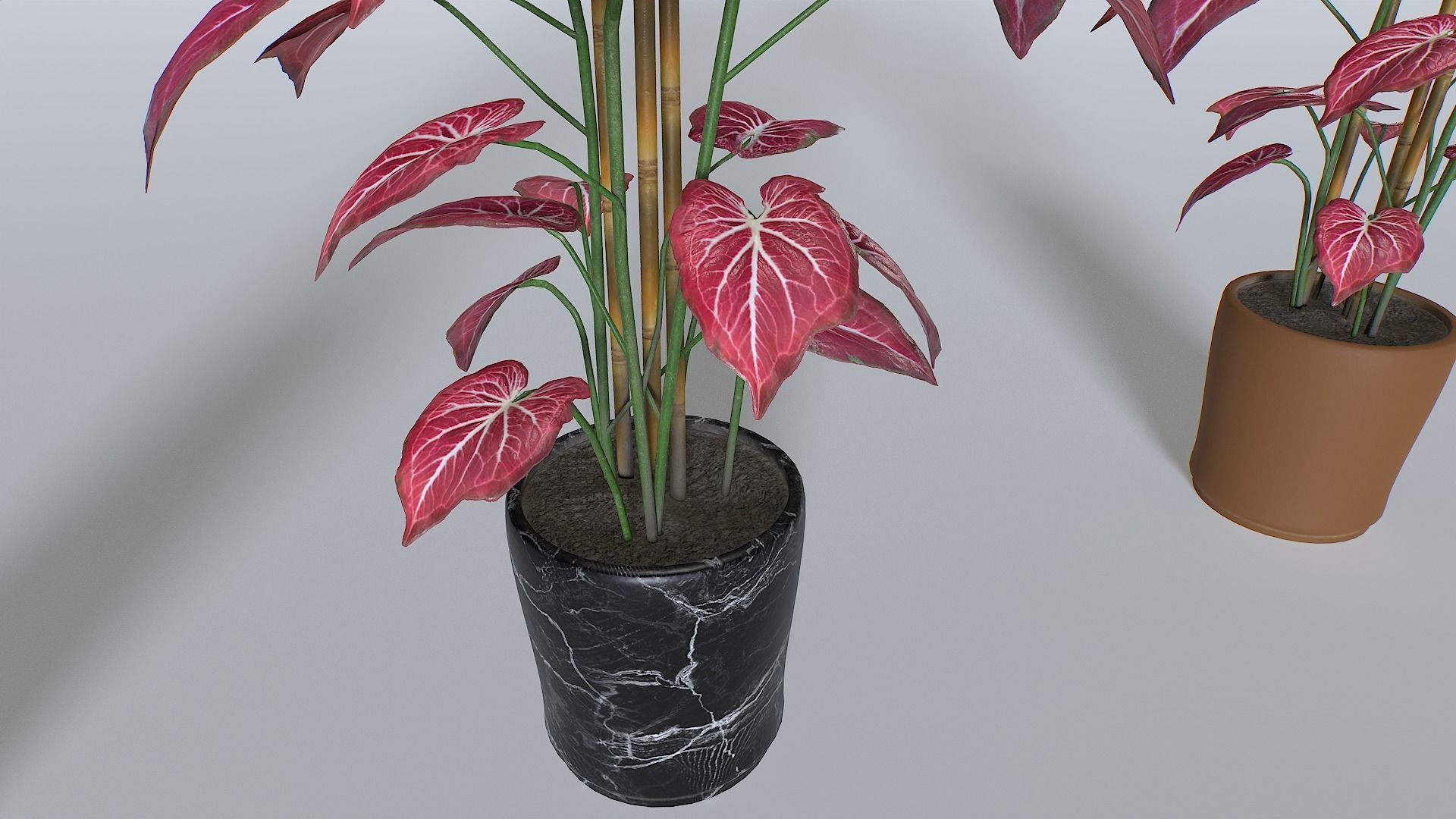 Pot Tropical Plant 2 Low-poly 3D model_3