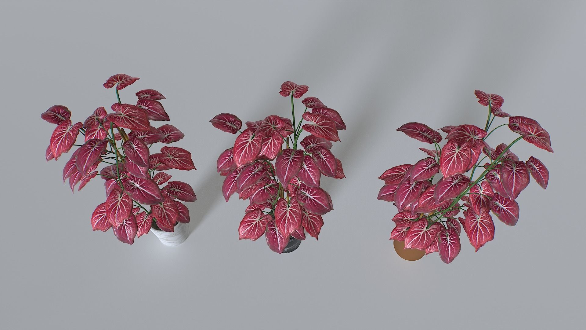 Pot Tropical Plant 2 Low-poly 3D model_5