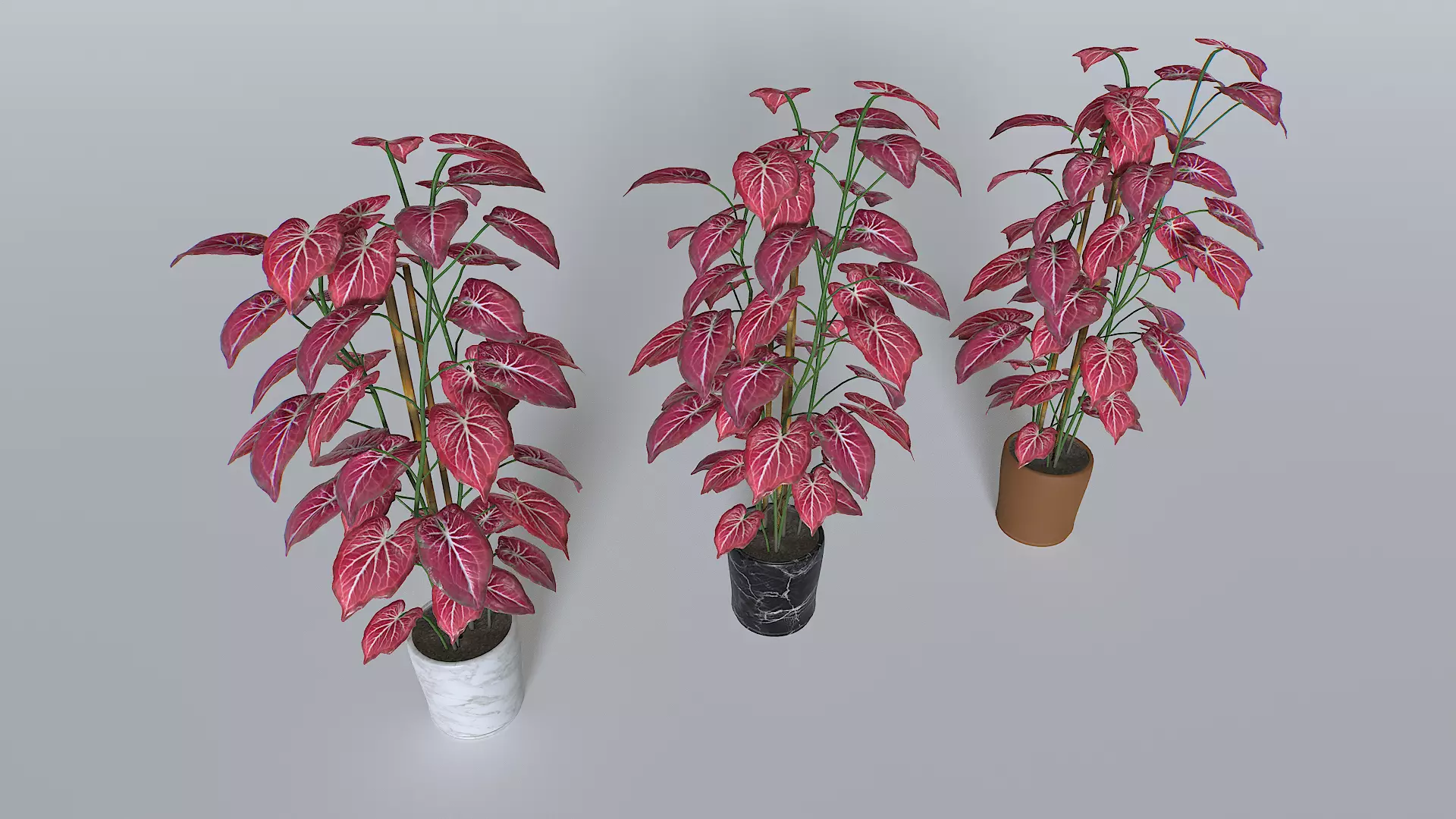 Pot Tropical Plant 2 Low-poly 3D model_0