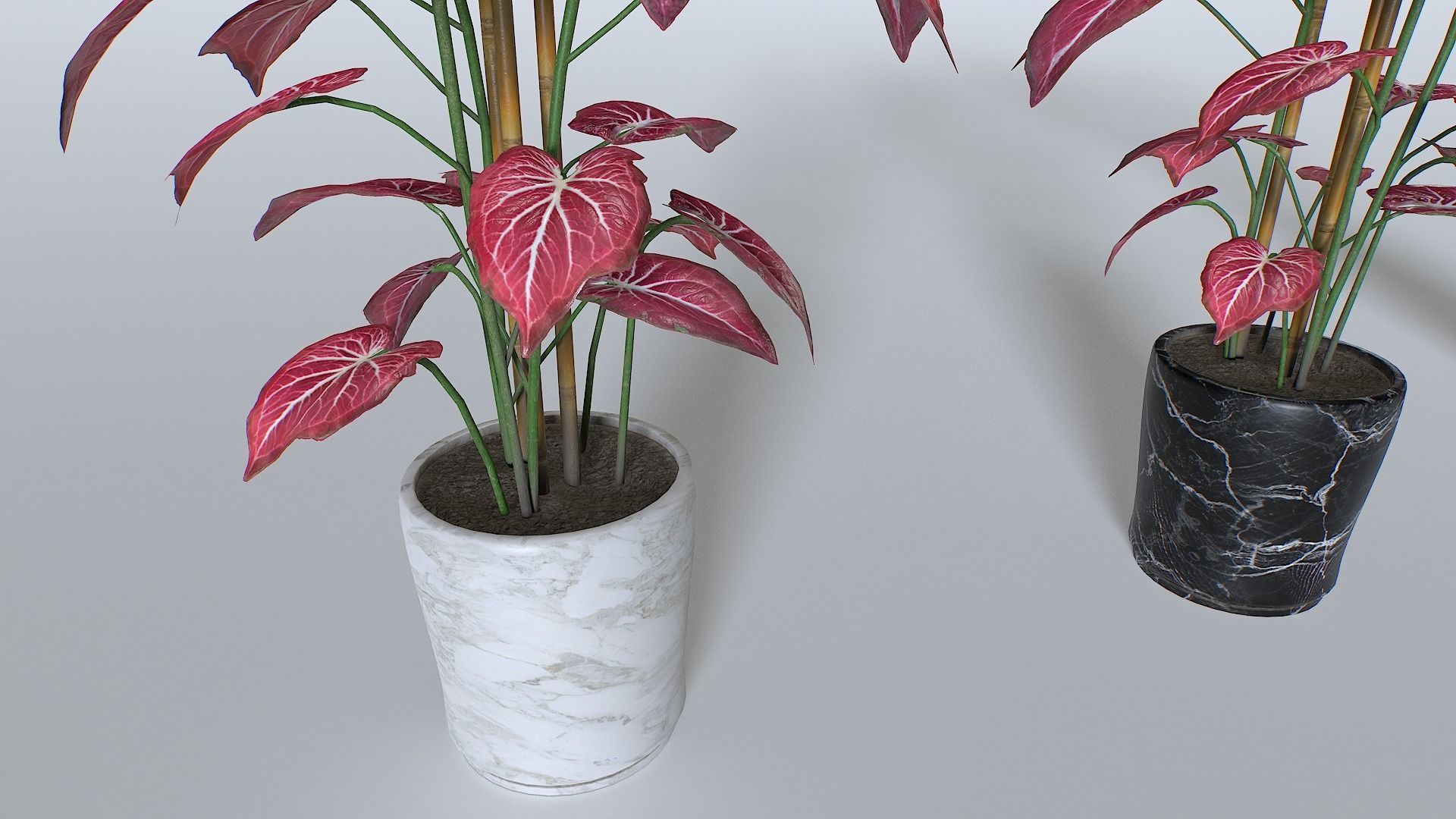 Pot Tropical Plant 2 Low-poly 3D model_2