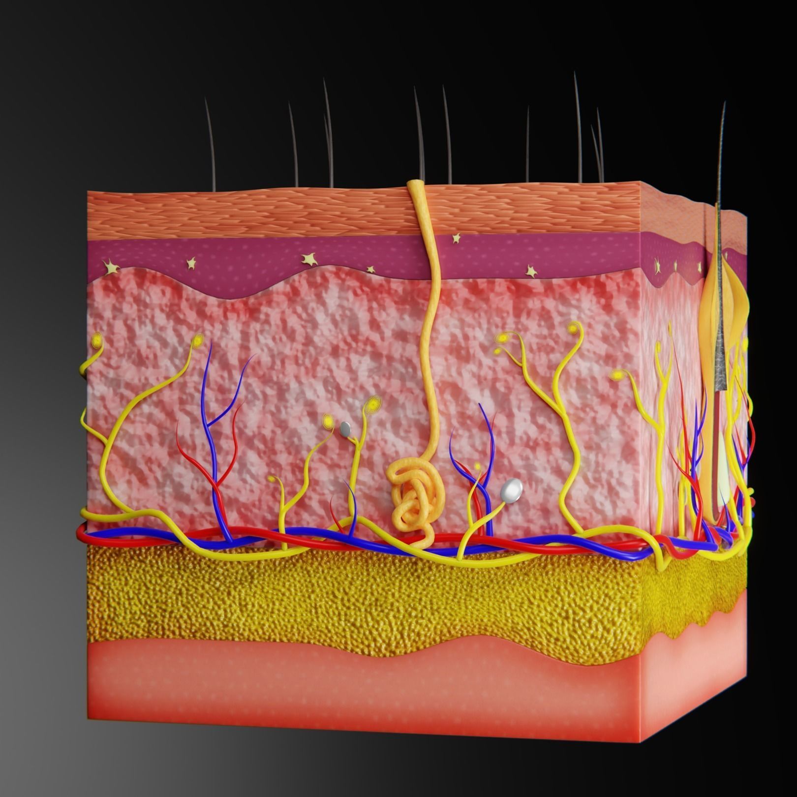 Skin Parts Anatomy 3D model_1