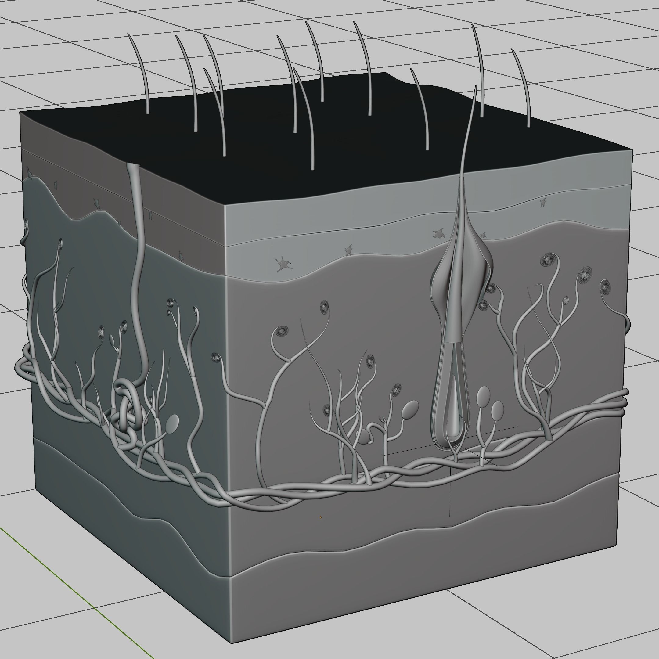 Skin Parts Anatomy 3D model_7
