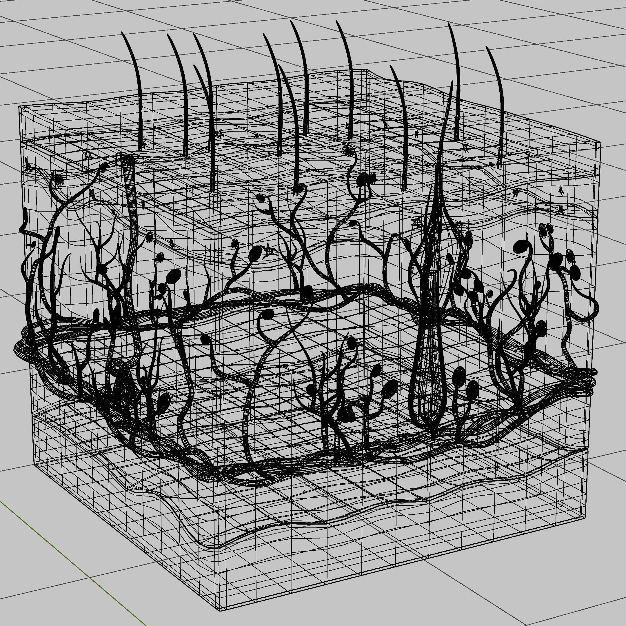 Skin Parts Anatomy 3D model_6