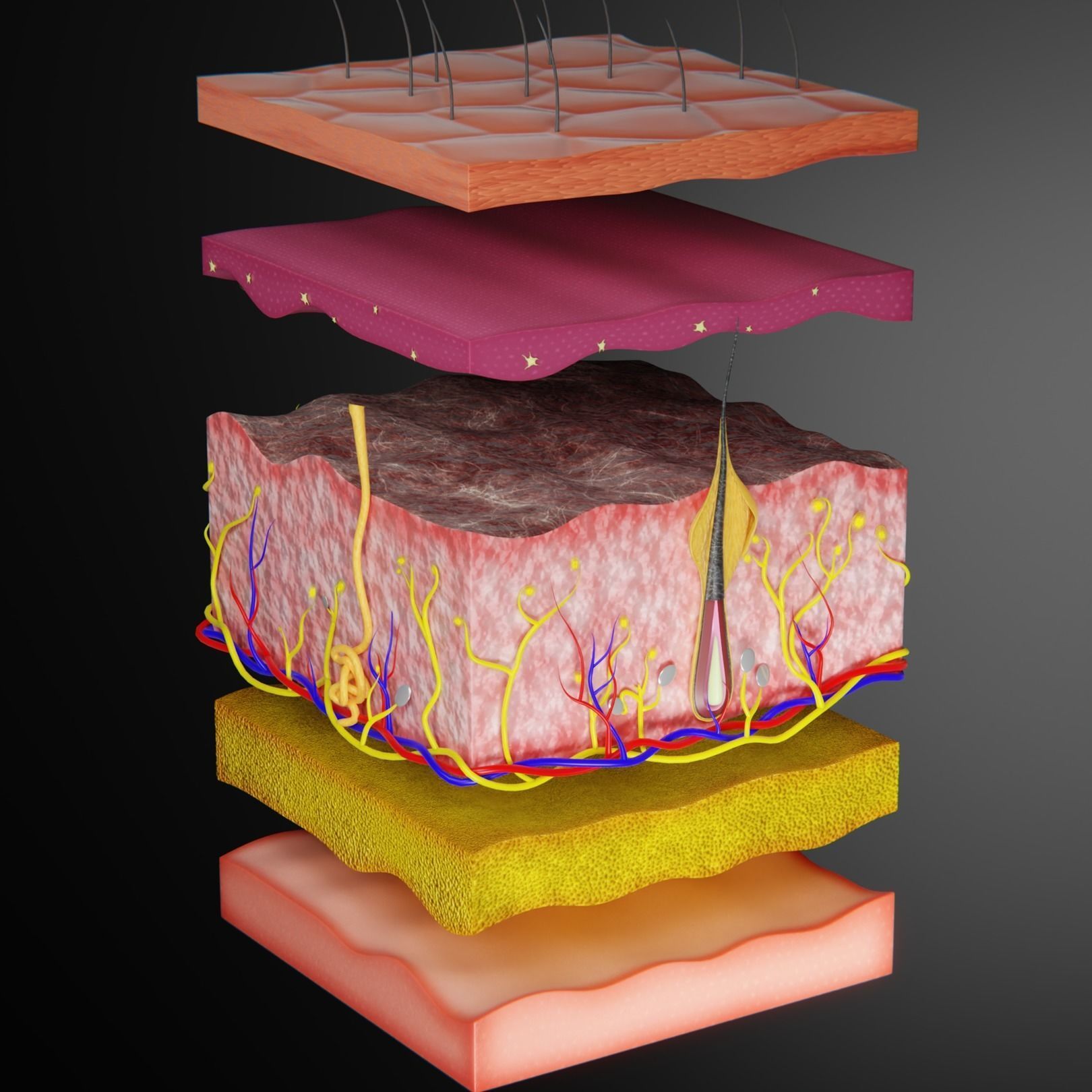 Skin Parts Anatomy 3D model_3