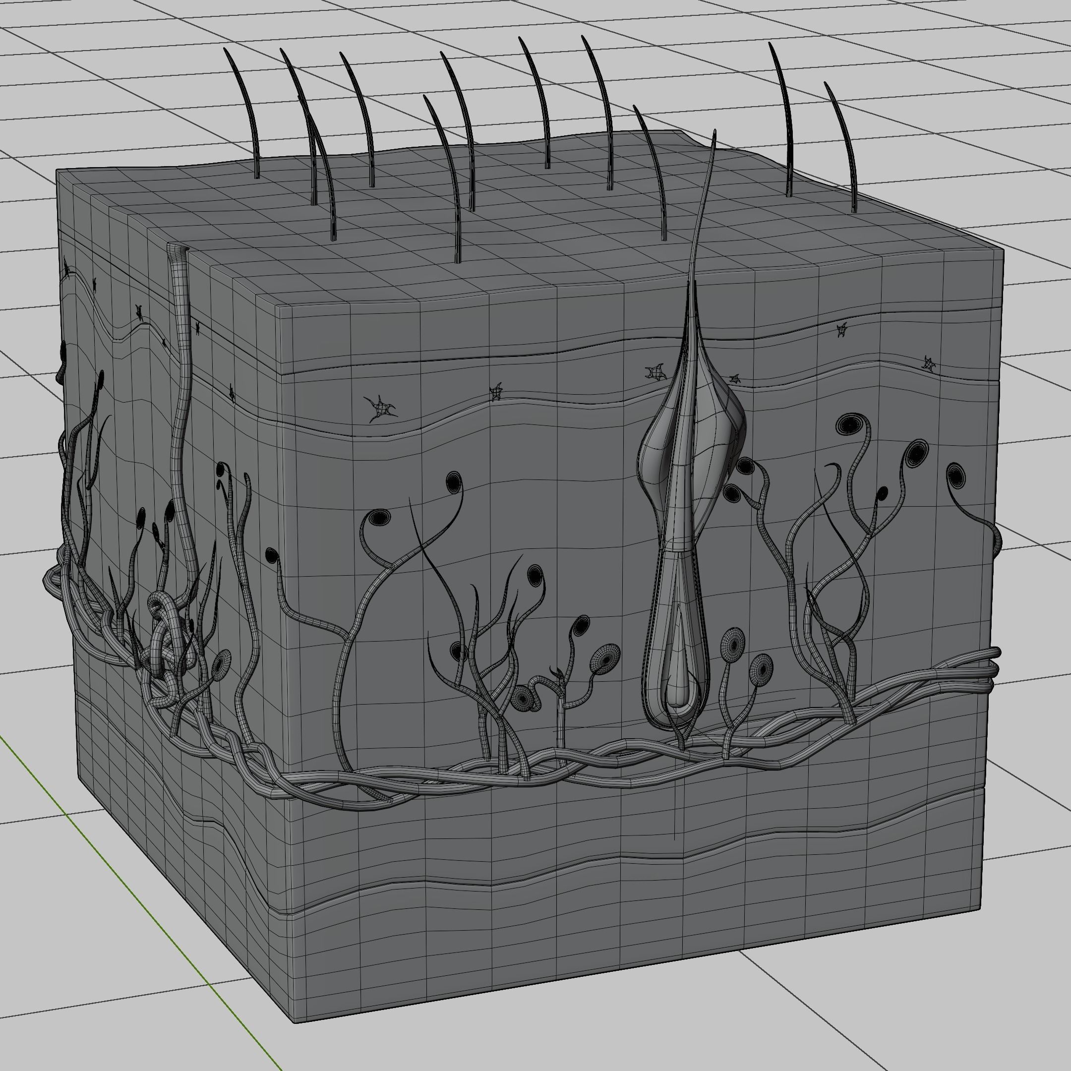 Skin Parts Anatomy 3D model_5